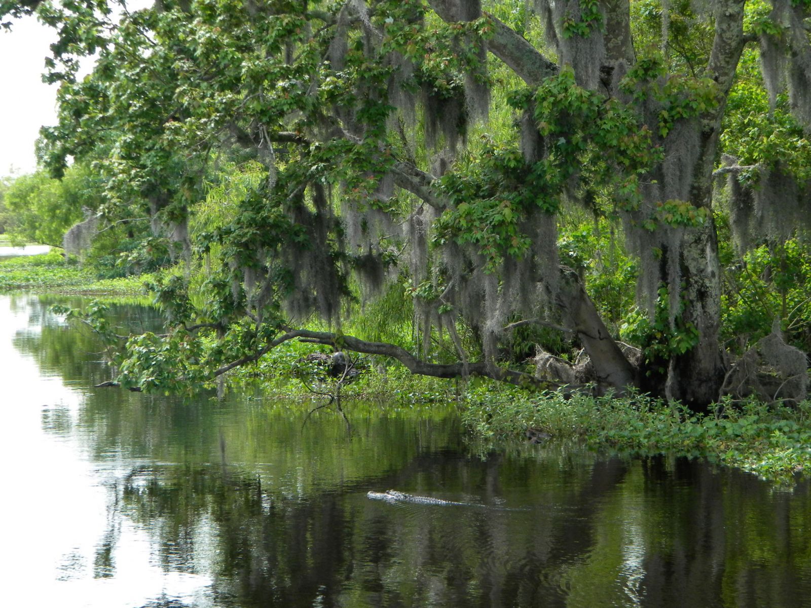swamp moss trees louisiana